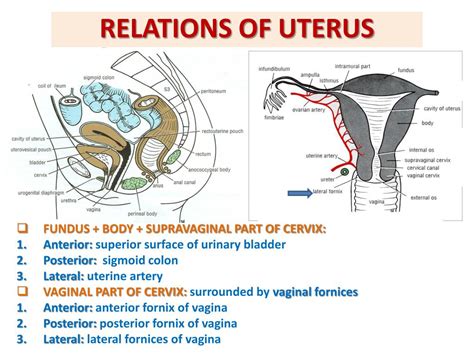 virgin vagina photo|File : Female Genital Organs (frontal view) detailed macro.jpg